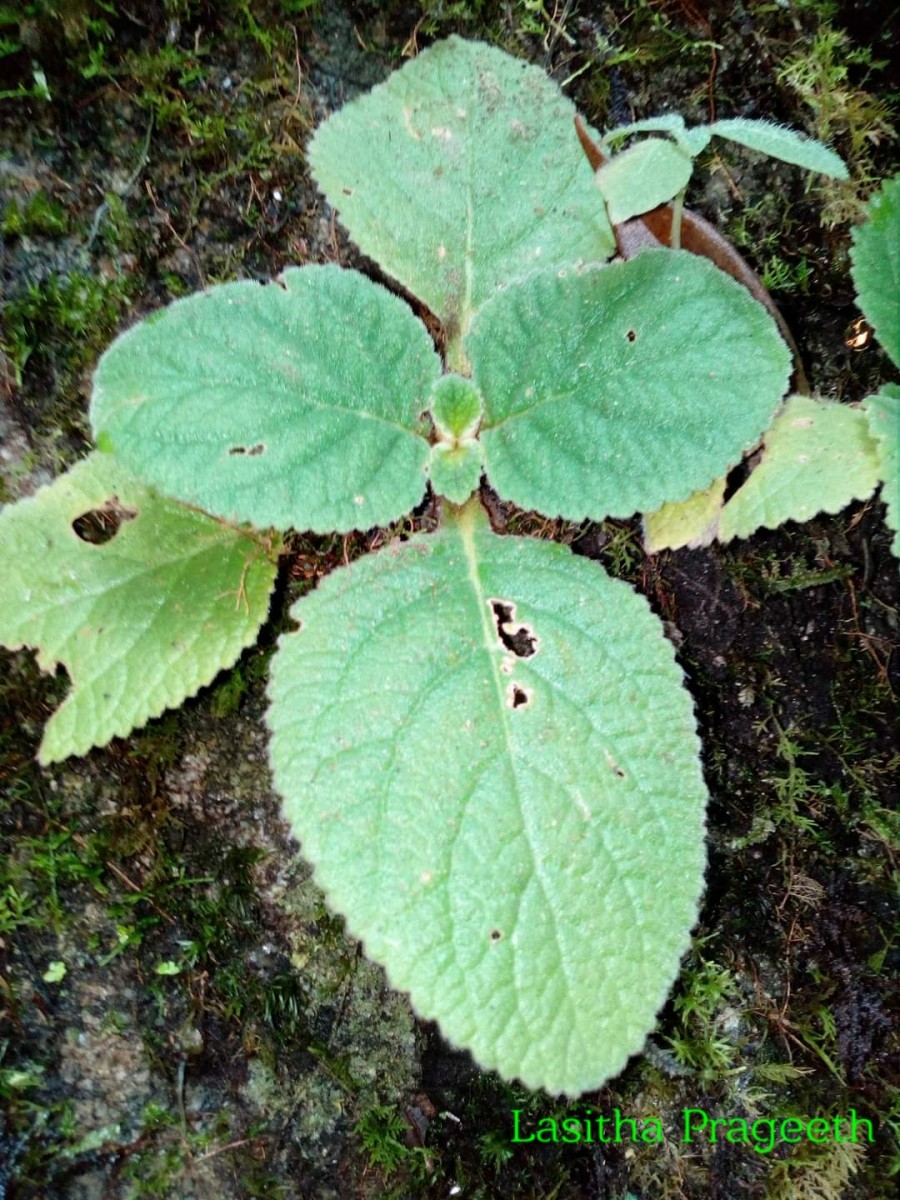 Henckelia humboldtiana (Gardner) A.Weber & B.L.Burtt